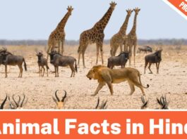 Animal Facts in Hindi